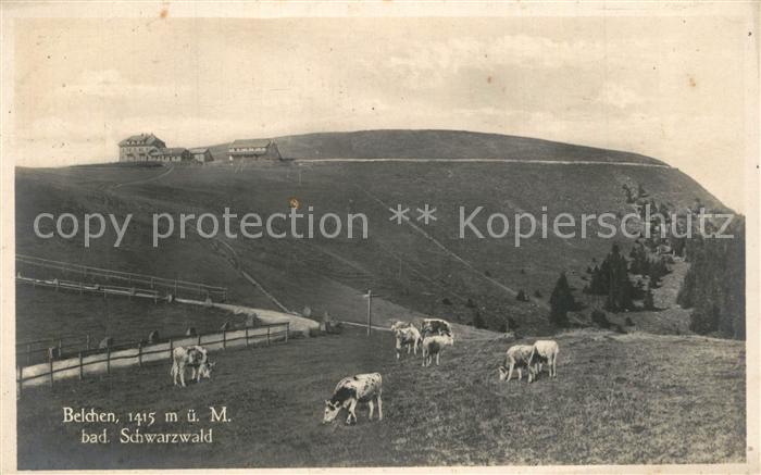Belchen Baden Viehweiden Kuehe Berggasthof Schwarzwald