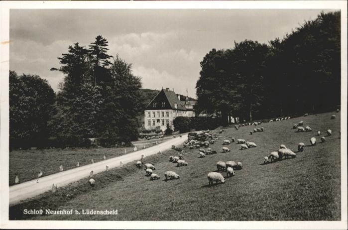 Luedenscheid chloss Neuenhof Schafe