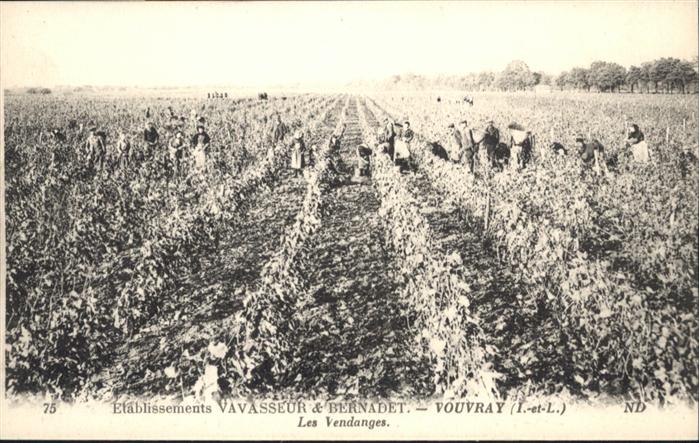 Vouvray Indre-et-Loire Vendanges