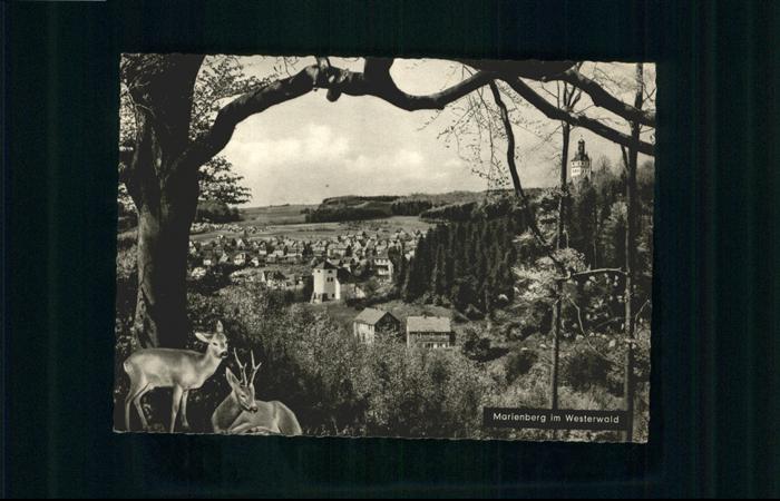 Bad Marienberg Reh