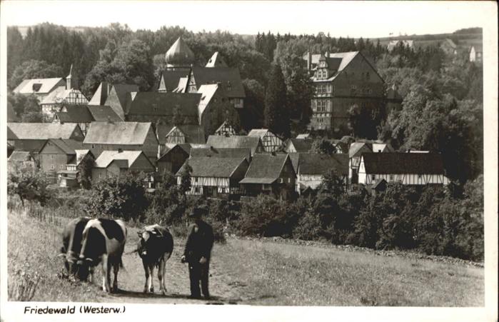 Friedewald Westerwald Kühe