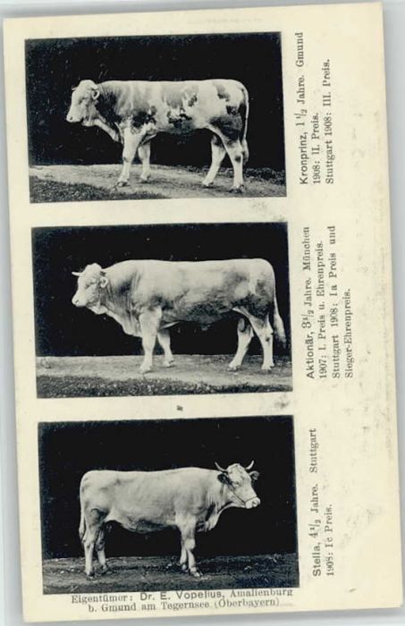 Gmund Tegernsee Amalienburg Dr. E. Vopelius o 1909