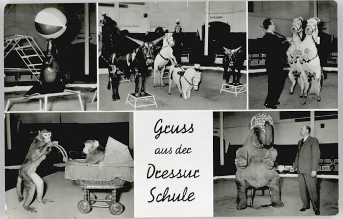 Stellingen Hamburg Stellingen Dressur Schule