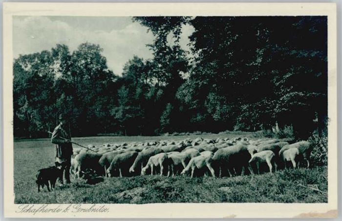 Stauchitz Grubnitz Schafherde
