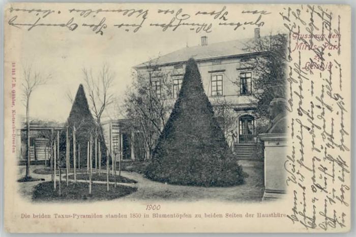 Leisnig Mirus Park Taxus Pyramiden