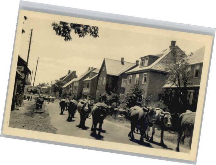 Frauenwald Kuh Herde