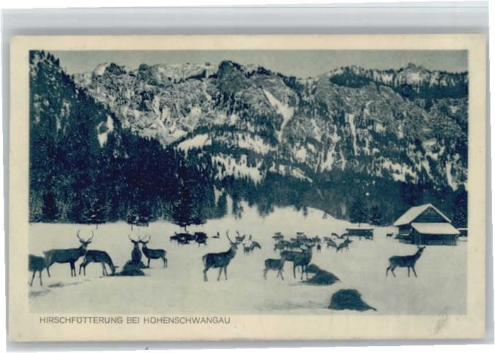 Hohenschwangau Hirsche