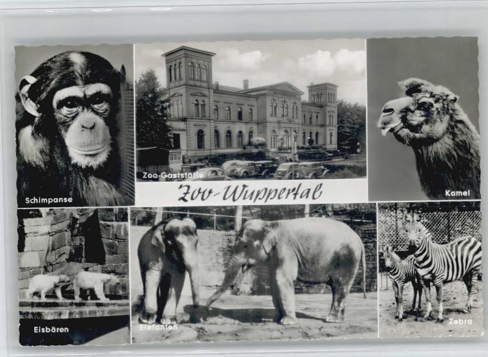 WUPPERTAL NRW Schimpanse Eisbaeren Zoo Gaststaette  *