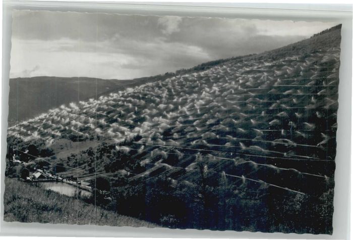 Enkirch Mosel Enkirch Frostschutz Regenanlage