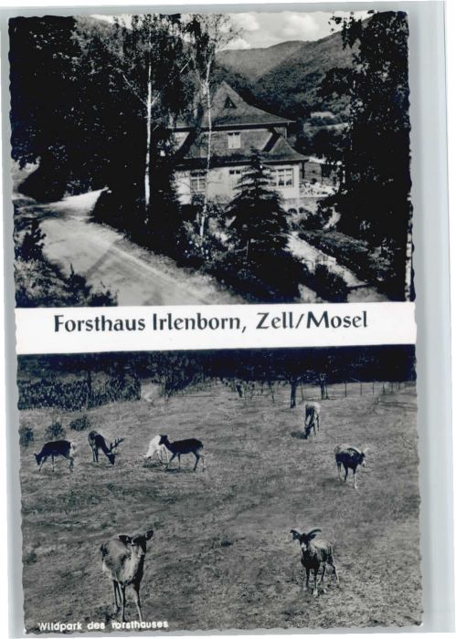 Zell Mosel Forsthaus Irlenborn Wildpark