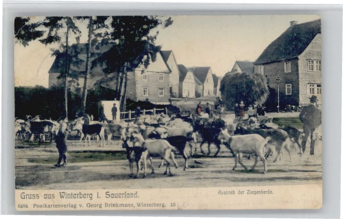 Winterberg Hochsauerland Winterberg Ziegenherde