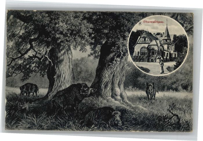 Darmstadt Oberwaldhaus Wildschweine