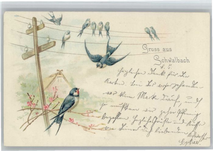 Bad Schwalbach Vögel