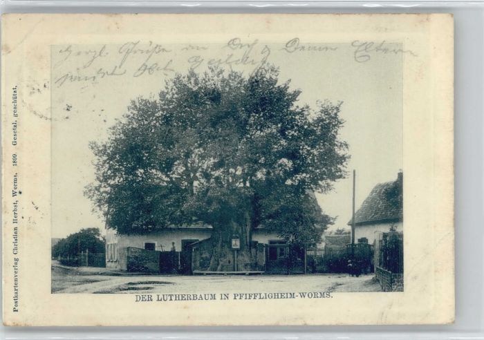 Pfiffligheim Worms Pfiffligheim Pfifflichheim Lutherbaum