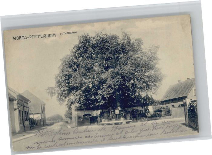 Pfiffligheim Worms Pfiffligheim Pfifflichheim Lutherbaum