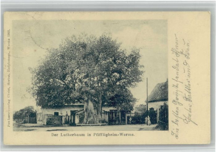 Pfiffligheim Worms Pfiffligheim Pfifflichheim Lutherbaum