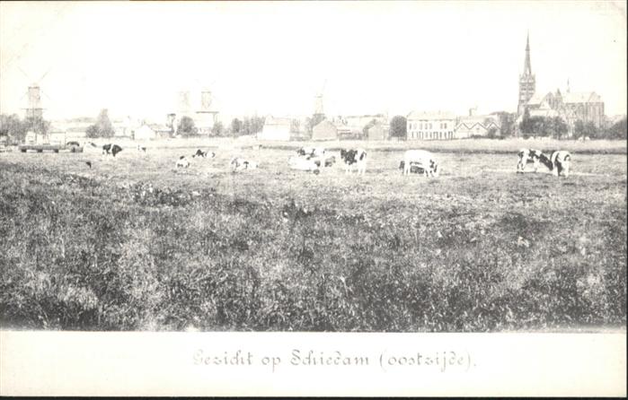 Schiedam Kühe