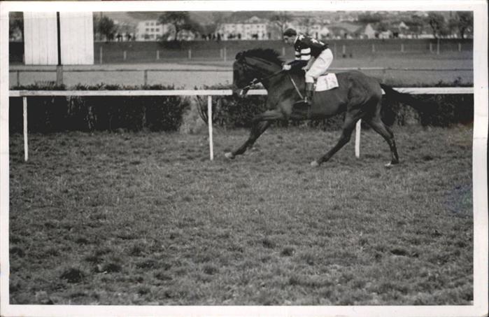 Reitsport Pferdesport Pferderennen