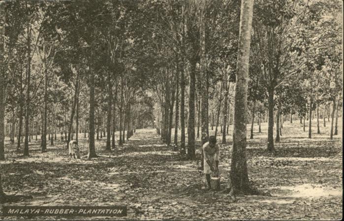 Malaya Rubber Plantation