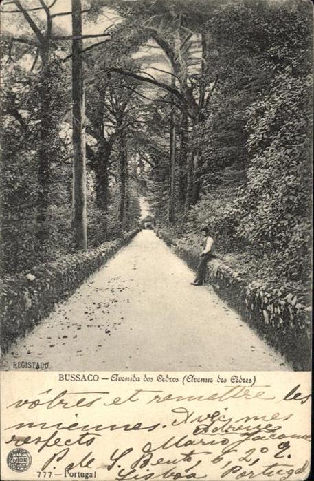 Bussaco Elvenida Cedros