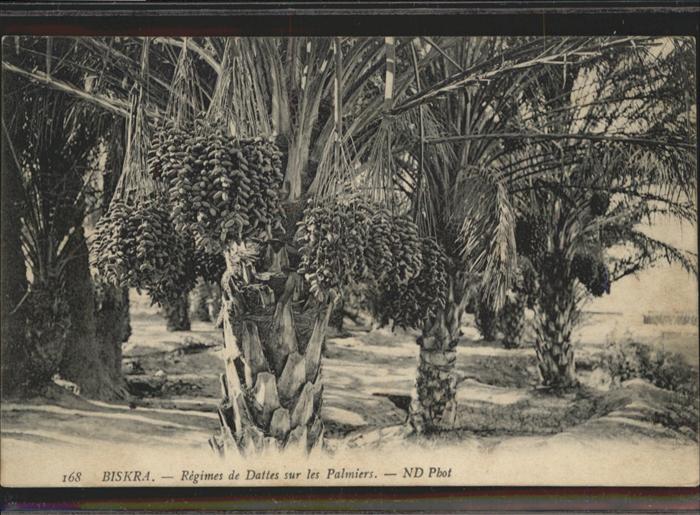 Biskra Regimes de Datles sur les Palmiers Datt