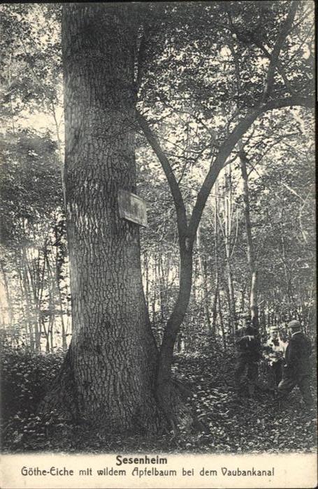 Sesenheim Vaubankanal