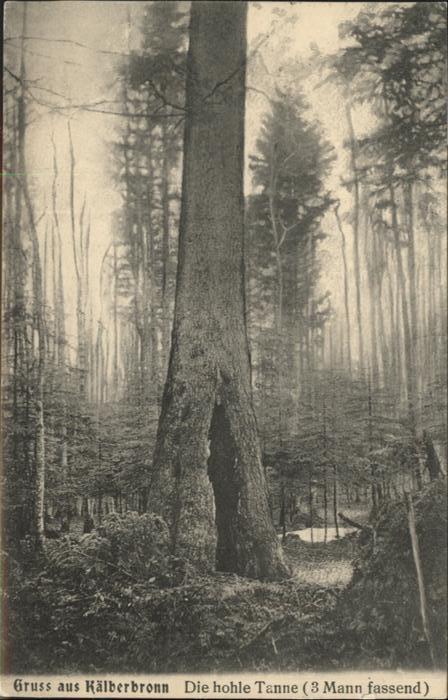 Kaelberbronn hohle Tanne