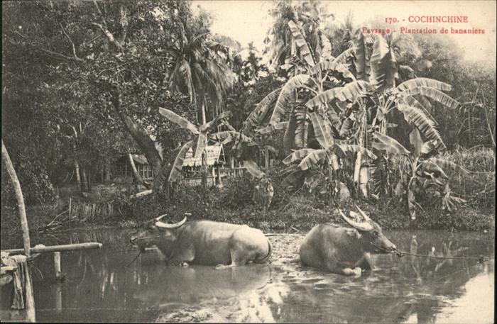 Cochinchine Vietnam Kühe