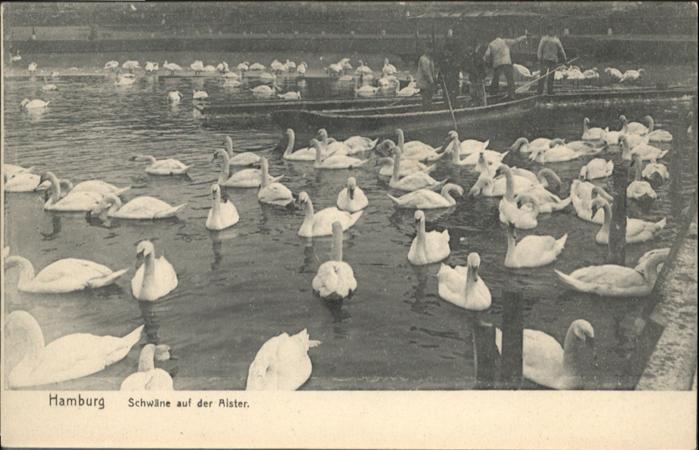 HAMBURG  CITY Schwaene