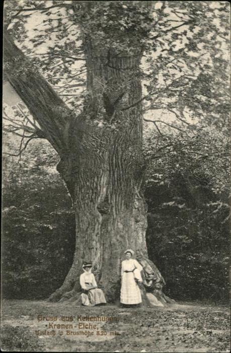 Baeume Trees Eiche Kellenhusen
