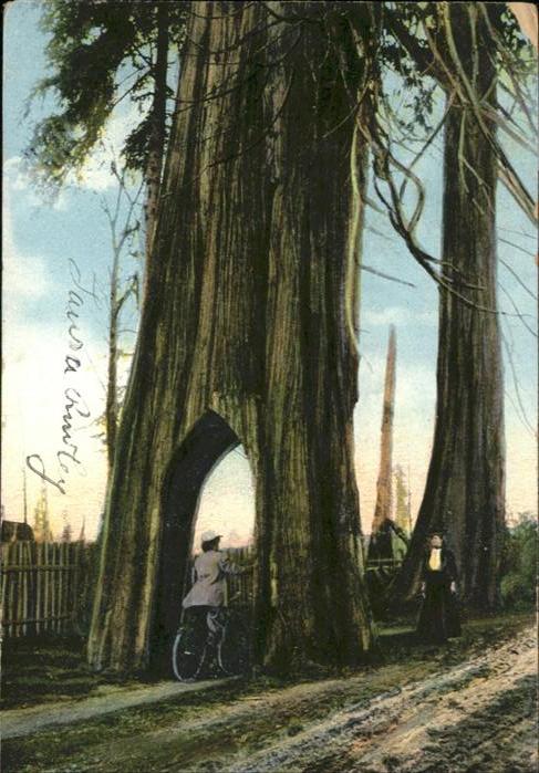 Baeume Trees Fahrrad