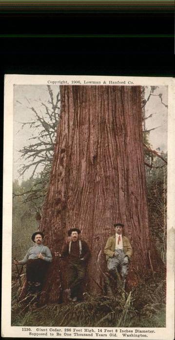 Baeume Trees Washington