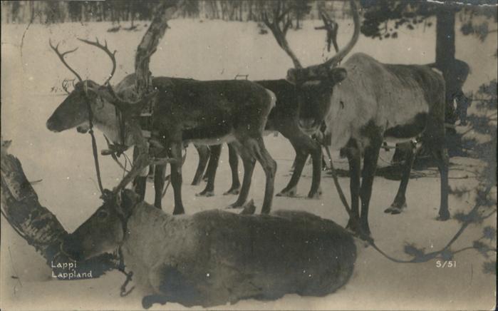 Tiere Lappi Lappland