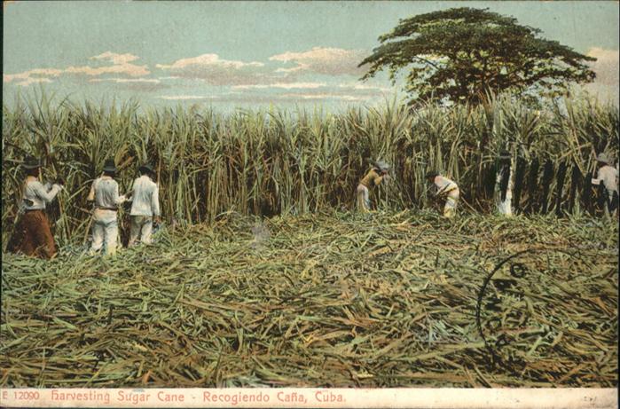 Landwirtschaft Harvesting Sugar Cane Cuba
