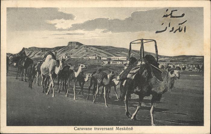 Meskene Caravane Kamele
