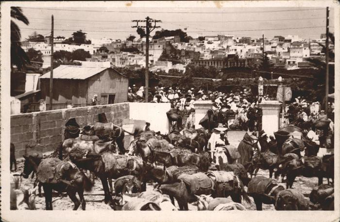 Tanger Tangier Tangiers Marche aux bestiaux Pferd