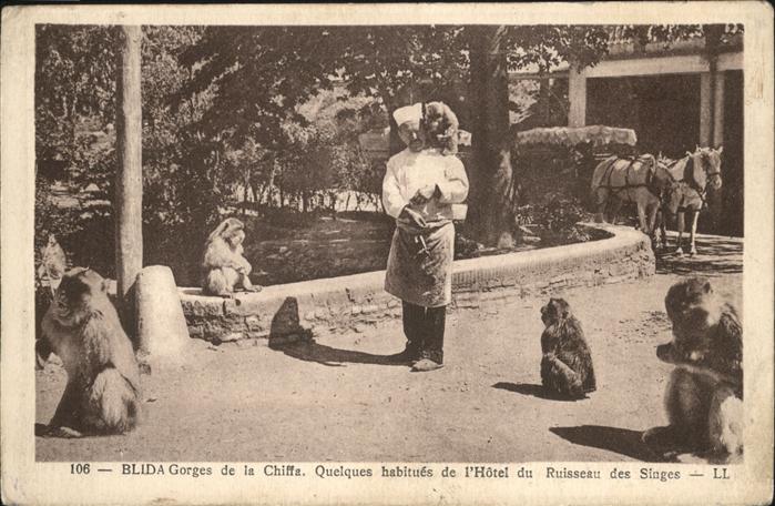 Blida Algerien Hotel Ruisseau Affe Kutsche