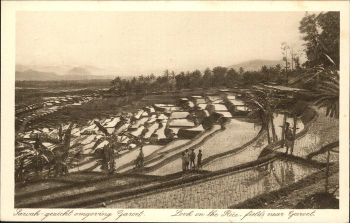 Garoet Rice Fields
