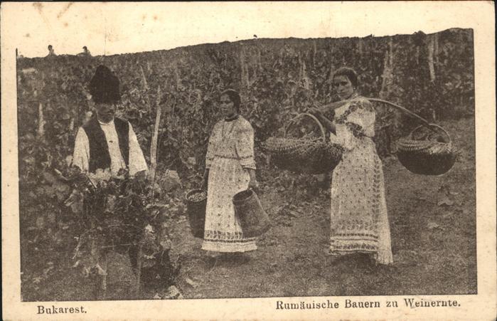 Bukarest Rumän. Bauern 
Weinernte