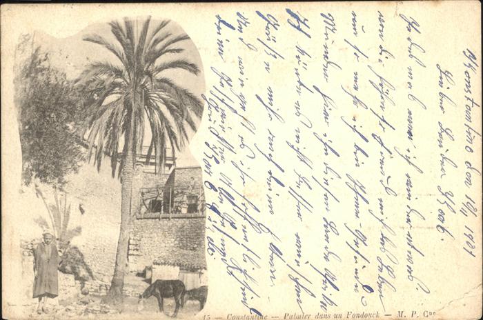 Constantine Algerien Palmier dans un Fondouck