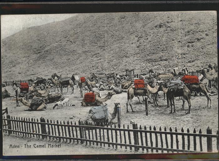 Aden Camel Market