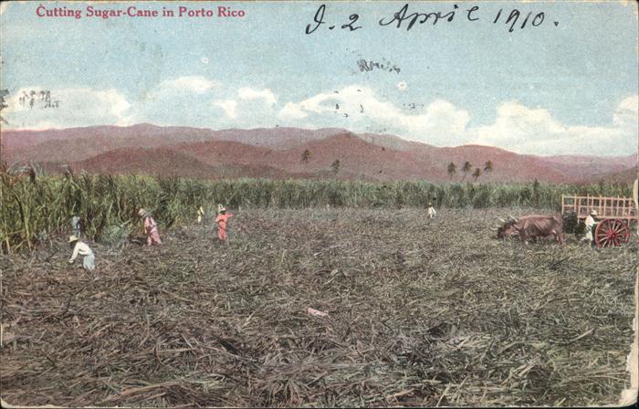 San Juan Puerto Rico Cutting Sugar Cane