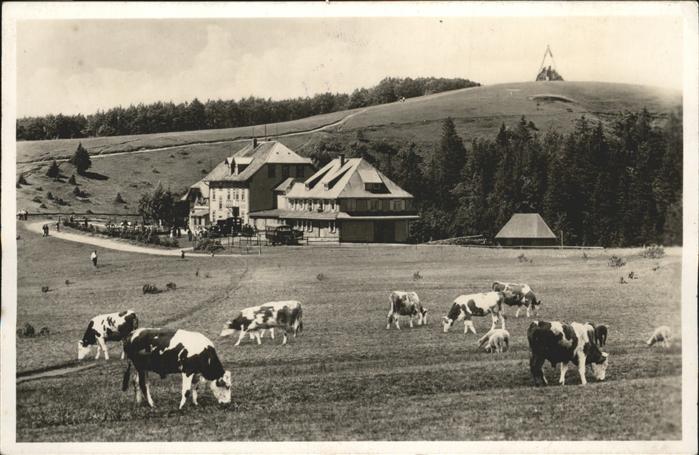 Kandel Waldkirch Breisgau Berg Hotel Kühe