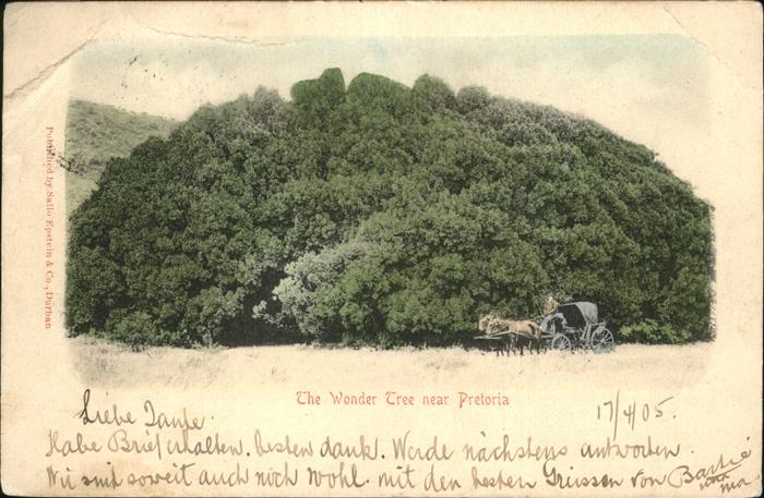 Pretoria Wonder Tree Kutsche