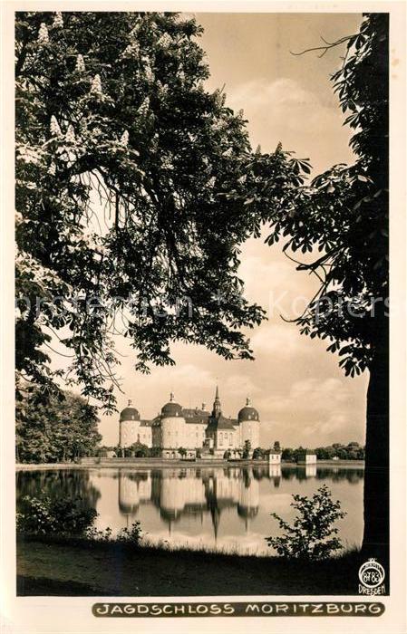 Foto Hahn Nr. 8783 Jagdschloss Moritzburg