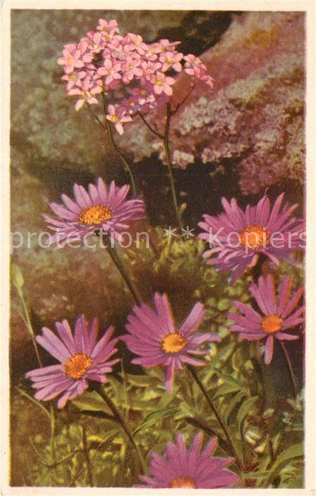 Blumen Alpenaster Aster Alpinus
