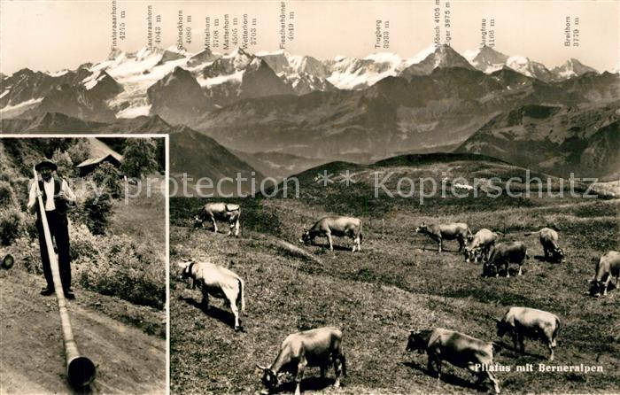 Alphorn Pilatus Berneralpen Kühe