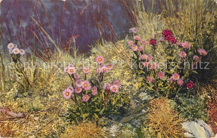 Blumen Erigeron alpinus Sempervivum montanum