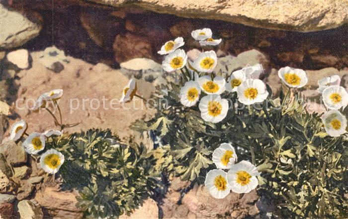 Blumen Ranunculus glacialis Gletscher-Hahnenfu