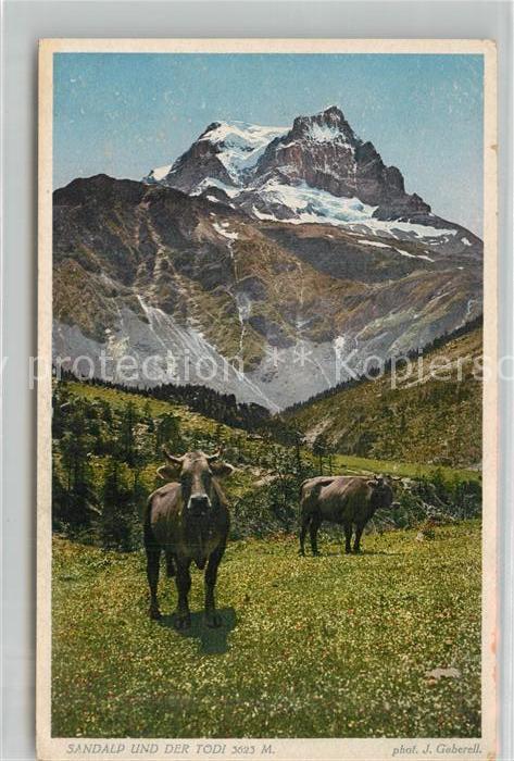 Foto Gaberell J. Nr. 1663 Sandalp und der Tödi Kühe